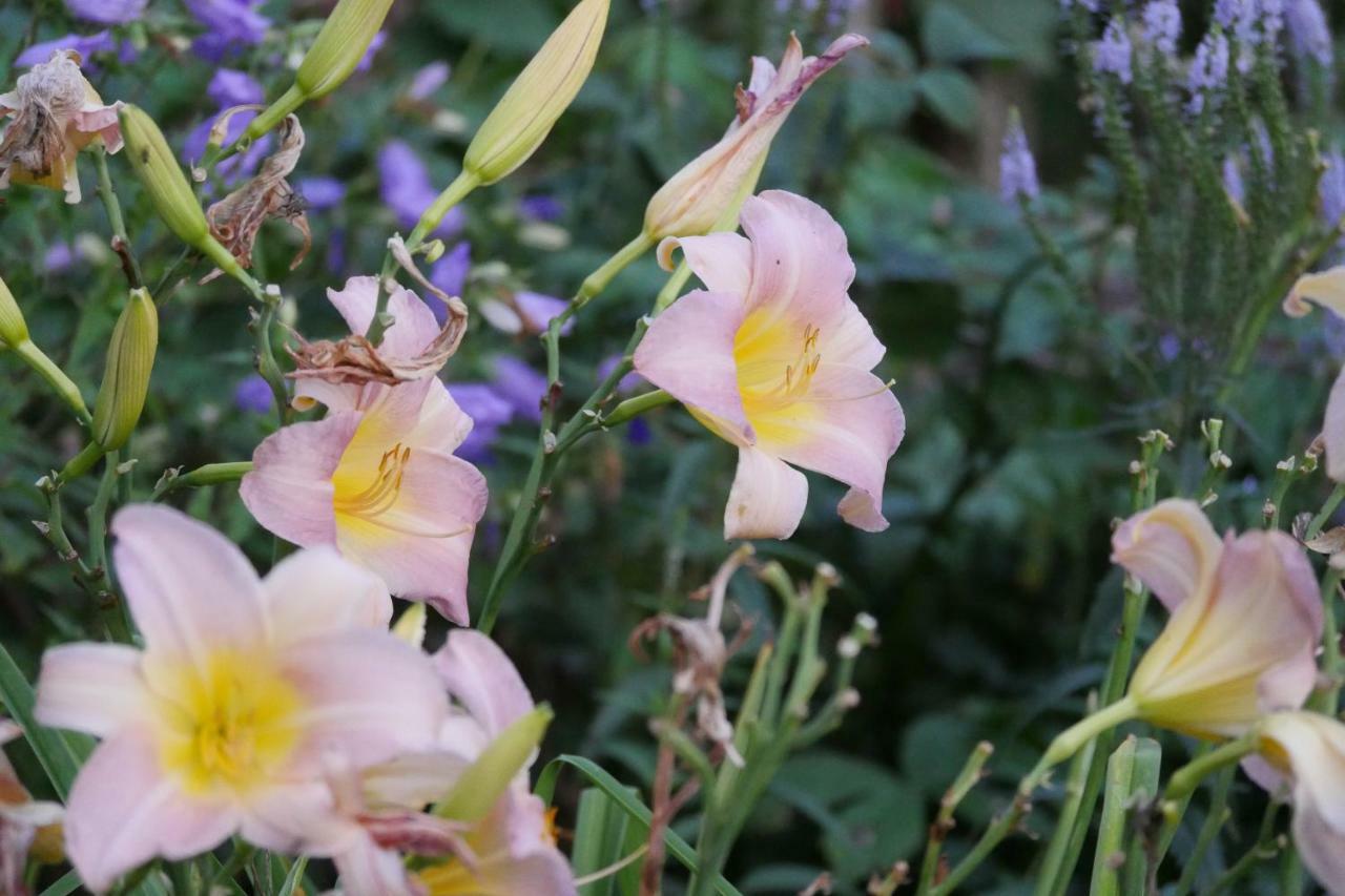 Kleine Villa Im Wilden Garten Ґуммерсбах Екстер'єр фото